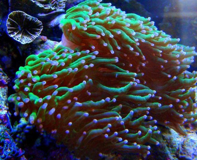 corals inverts - euphyllia glabrescens - torch coral stocking in 46 gallons tank - Green Frogspawn