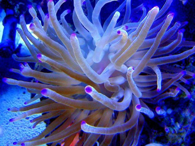 corals inverts - condylactis gigantea - condy anemone stocking in 46 gallons tank - Purple Tip Anemone
