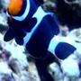 saltwater fish - amphiprion ocellaris var. - black and white ocellaris clownfish stocking in 46 gallons tank - Bonnie - Black and White Clown Fish