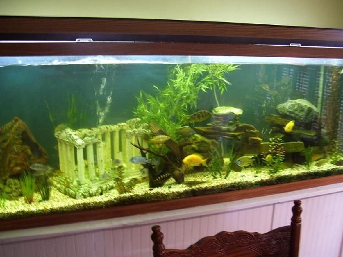 150 gallons freshwater fish tank (mostly fish and non-living decorations) - 150 gallon cichlid tank