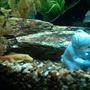 fish tank picture - Female albino bristlenose pleco