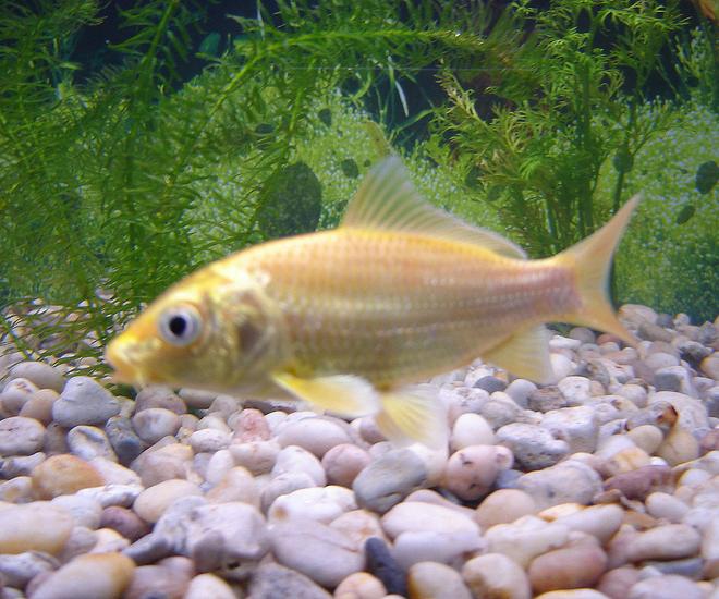 freshwater fish - cyprinus carpio - koi stocking in 65 gallons tank - My yamabuki ogon, I got it when it was only a baby at around 1.5 - 2 inches and now it's around 3 inches excluding the tail. Its forehead is starting to darken for some strange reason leaving me to suspect it might not a been pure bred.