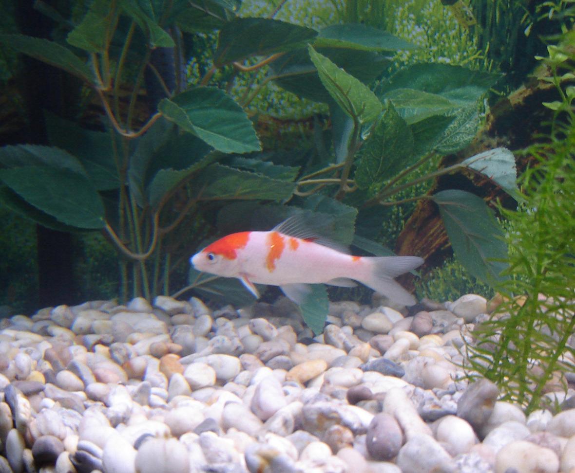 freshwater fish - cyprinus carpio - koi stocking in 65 gallons tank - My mother's kohaku koi. I never realized how beautiful it actually is until I took this picture.