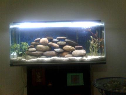 50 gallons planted tank (mostly live plants and fish) - fish are hiding but u can see the rocks and plants though