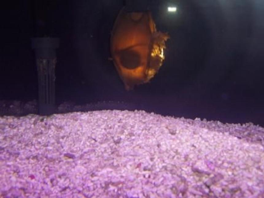 Rated #107: Saltwater Fish - Chiloscyllium Sp. - Shark Egg Stocking In 30 Gallons Tank - Shark egg...you could see the fetus moving.