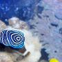 saltwater fish - pomacanthus imperator - imperator angelfish stocking in 54 gallons tank - Emperor AngelFish