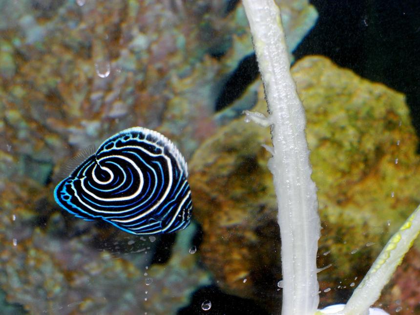Rated #38: Saltwater Fish - Pomacanthus Imperator - Imperator Angelfish Stocking In 54 Gallons Tank - Emperor AngelFish 2