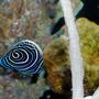 saltwater fish - pomacanthus imperator - imperator angelfish stocking in 54 gallons tank - Emperor AngelFish 2