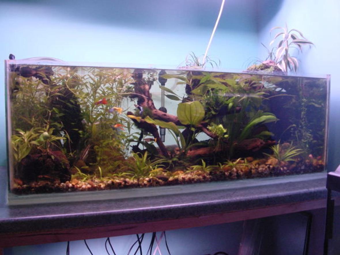 fish tank picture - the tank is 36x12x12. it has 2 30watt grolux tubes suspended from the ceiling. it has a fluval 2 plus filter with a small external filter