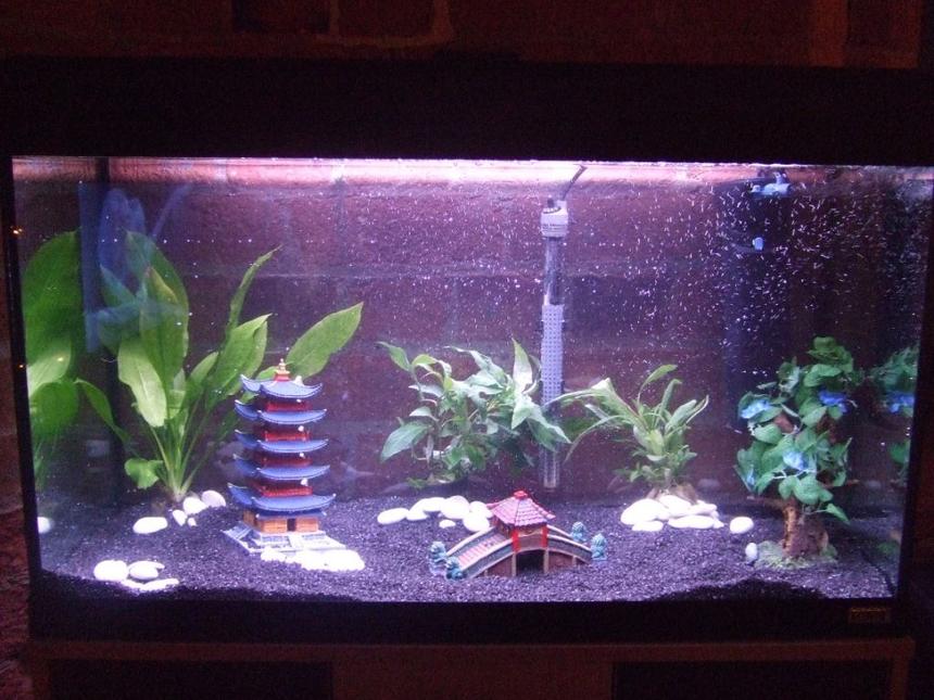 Rated #3788: 33 Gallons Freshwater Fish Tank - 3 real plants and 1 fake