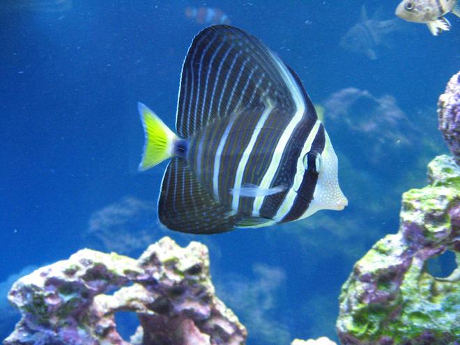 saltwater fish - zebrasoma veliferum - sailfin tang stocking in 37 gallons tank - Red sea sailfin tang