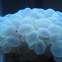corals inverts - plerogyra sinuosa - bubble coral stocking in 37 gallons tank - Green bubble