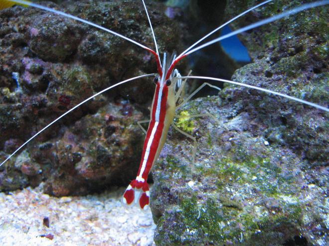 corals inverts - lysmata amboinensis - scarlet skunk cleaner shrimp stocking in 37 gallons tank - Cleaner again