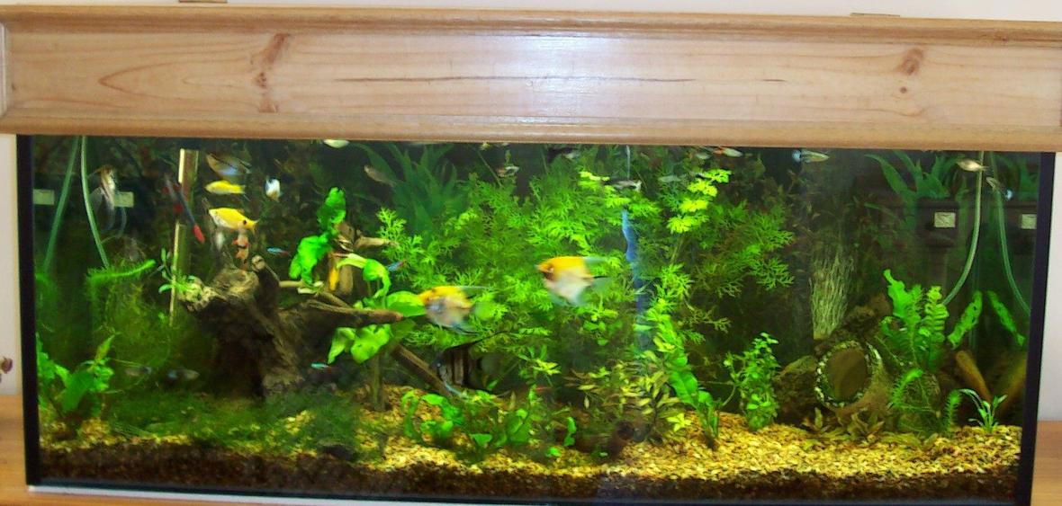 50 gallons planted tank (mostly live plants and fish) - 4 ft tropical community tank with assorted plants, no co2.