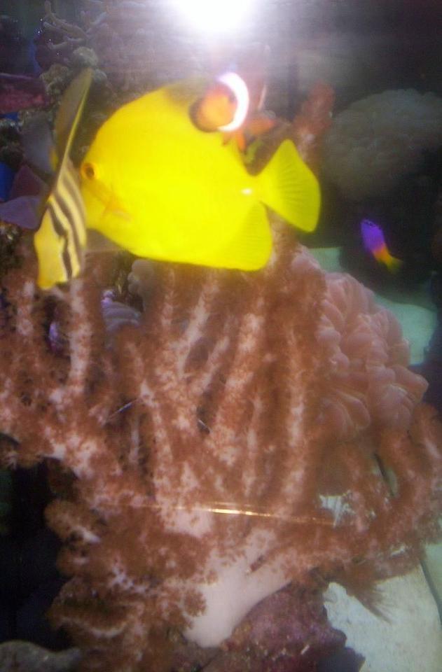 saltwater fish - gramma loreto - royal gramma basslet stocking in 55 gallons tank - ;)