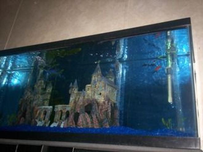 55 gallons freshwater fish tank (mostly fish and non-living decorations) - Here's a bad pic of my 55 gallon with my "Hogwarts Castle".