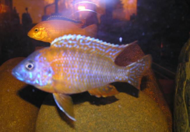 freshwater fish - protomelas taeniolatus - red empress stocking in 55 gallons tank - yellow and red