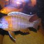 freshwater fish - protomelas taeniolatus - red empress stocking in 55 gallons tank - yellow and red