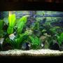 60 gallons planted tank (mostly live plants and fish) - my juwel 180