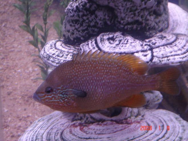 freshwater fish - lepomis macrochirus - bluegill - trouble