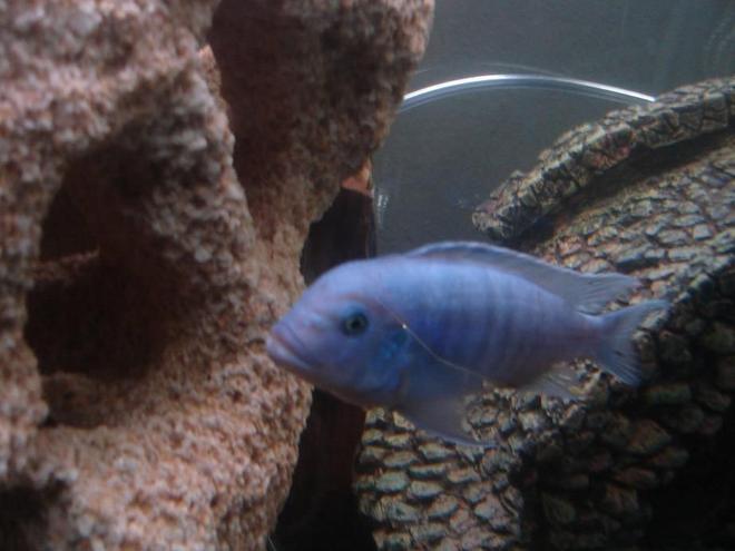 freshwater fish - maylandia callainos - blue cobalt cichlid stocking in 120 gallons tank - Blue Colbolt African Cichlid
Maylandia Callainos