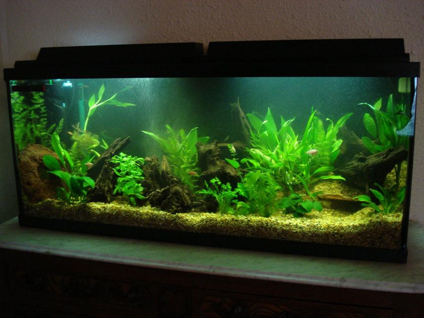 Rated #69: 55 Gallons Planted Tank - My newly set up 55 gallon tank.