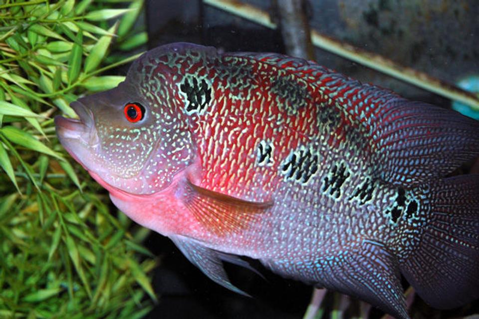 freshwater fish - cichlasoma sp. - flower horn cichlid stocking in 135 gallons tank