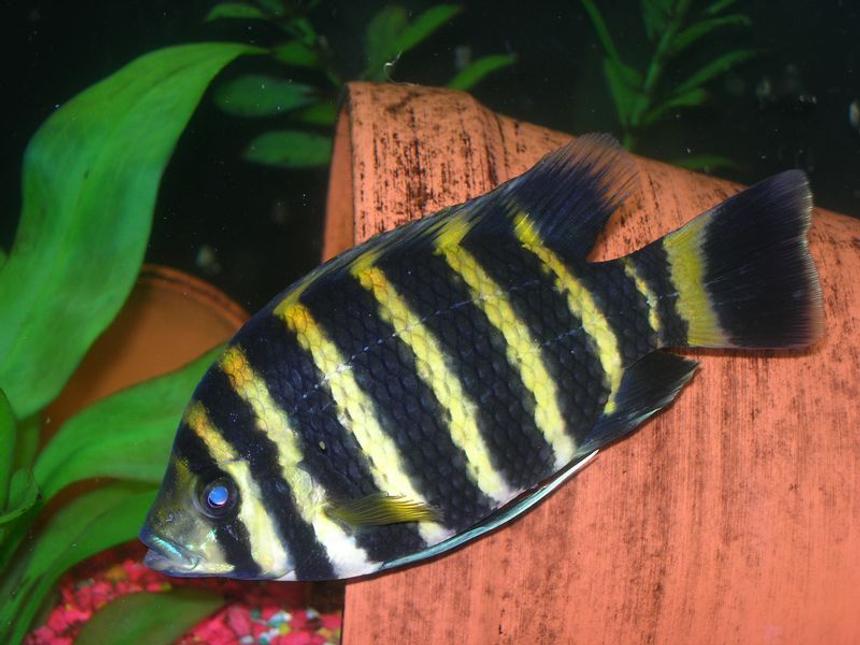 Rated #538: Freshwater Fish - Tilapia Buttikoferi - Zebra Tilapia Stocking In 33 Gallons Tank - The Tilapia Buttikoferri i wish i haven't sold....
