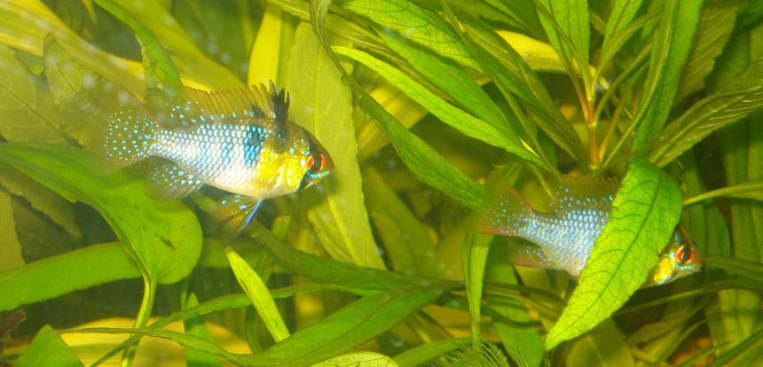 Rated #86: Freshwater Fish - Papiliochromis Ramirezi - German Blue Ram Stocking In 55 Gallons Tank - My German Blue Ram Pair Betty & Ernie!