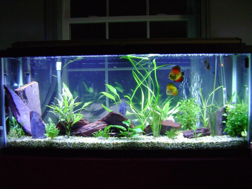 Rated #133: 55 Gallons Planted Tank - Discus in my first planted tank.