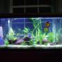 55 gallons planted tank (mostly live plants and fish) - Discus in my first planted tank.