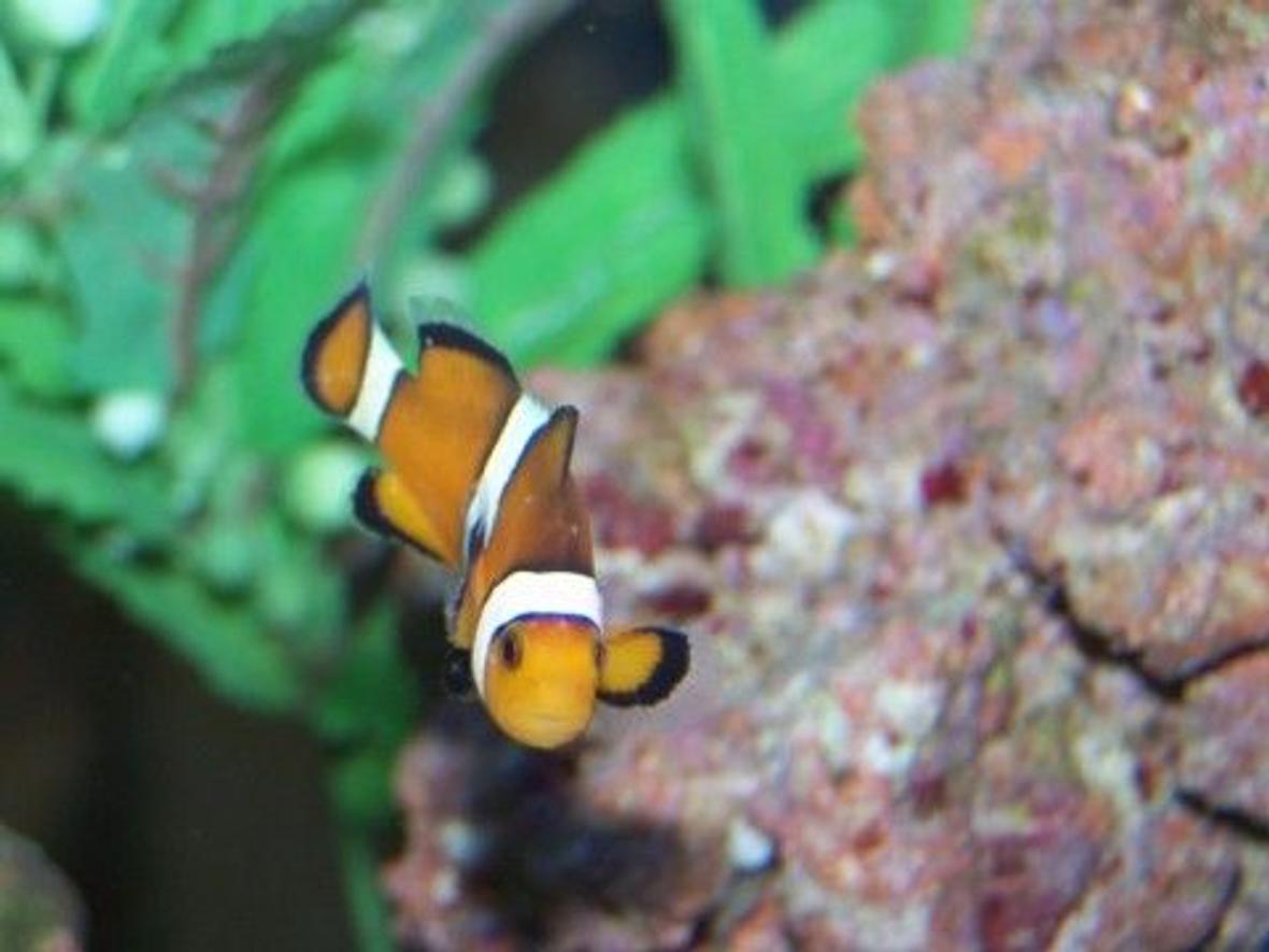 saltwater fish - amphiprion percula - true percula clownfish stocking in 12 gallons tank - Shemo-my first fish!