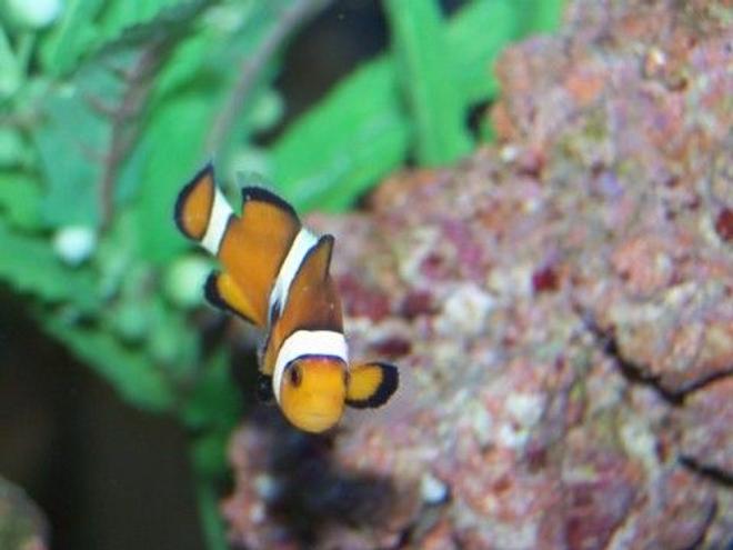 saltwater fish - amphiprion percula - true percula clownfish stocking in 12 gallons tank - Shemo-my first fish!