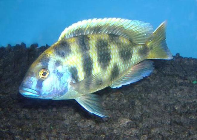 freshwater fish - nimbochromis venustus - venustus cichlid stocking in 75 gallons tank - Nimbochromis Venustus (Named him Hong Kong...Died in 2005 R.I.P.)

Was a very cool fish for me.  Sorry about bad quality of the photo.