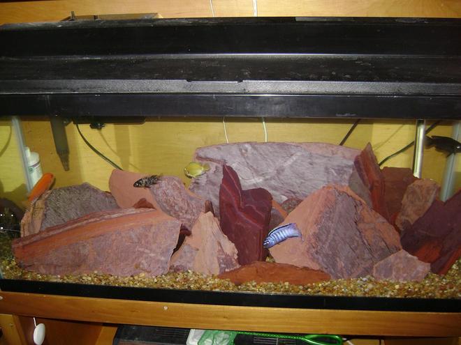 30 gallons freshwater fish tank (mostly fish and non-living decorations) - African cichlid tank with over 80 pounds of red shale.  The fish should love this setup, as they each have multiple caves to set their territories upon.  What do you think?

That bad?  I guess no one cares for rock and fish only tanks.