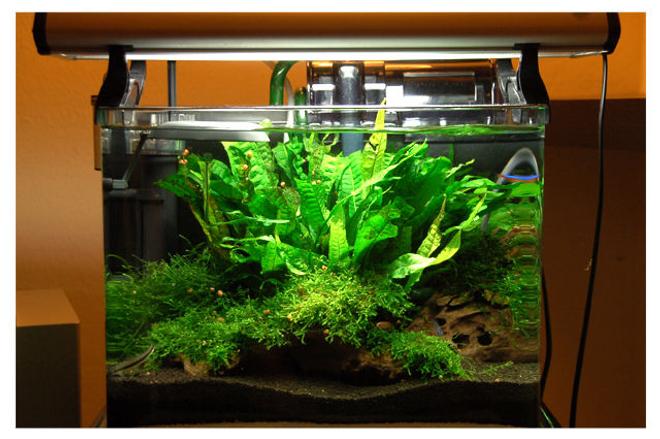 15 gallons planted tank (mostly live plants and fish) - This is my planted 15 gallons tank :)