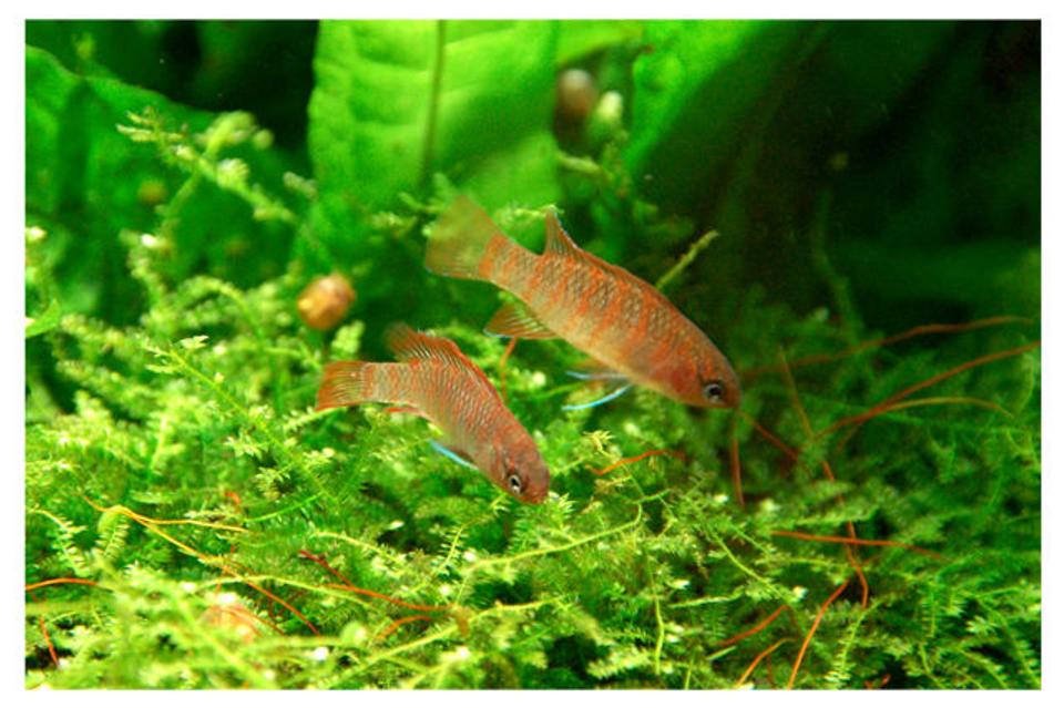freshwater fish - dario dario - scarlet gem badis stocking in 15 gallons tank - Babis Babis (thats what they fish seller called it) :P