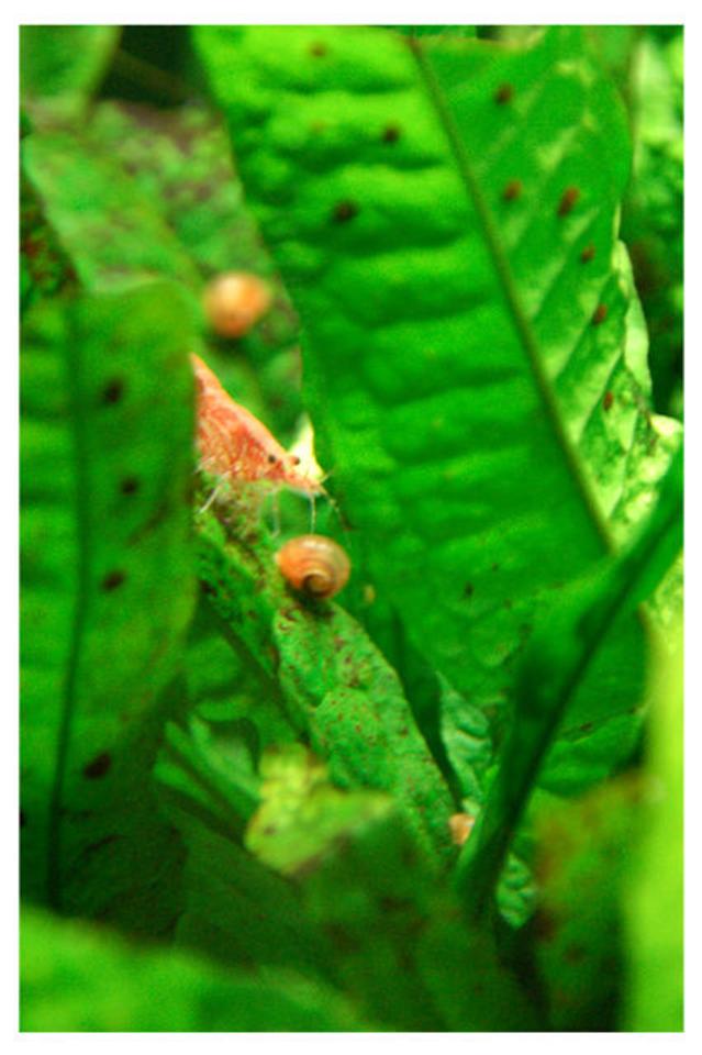 corals inverts - neocaridina denticulata sinensis - red cherry shrimp stocking in 15 gallons tank - Cherry Shrimp with baby Ramson Snail
