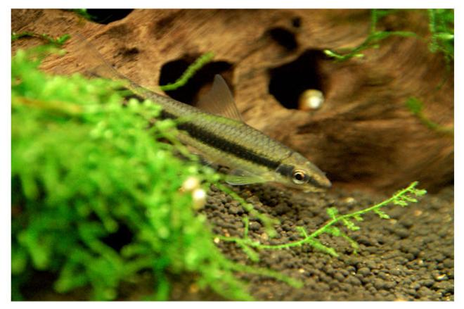 freshwater fish - crossocheilus siamensis - siamese algae eater stocking in 15 gallons tank - Sesame Algae Eater, love them :)