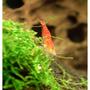 corals inverts - caridina sp. - red crystal shrimp stocking in 15 gallons tank - My Grade C Red Crystal Shrimp