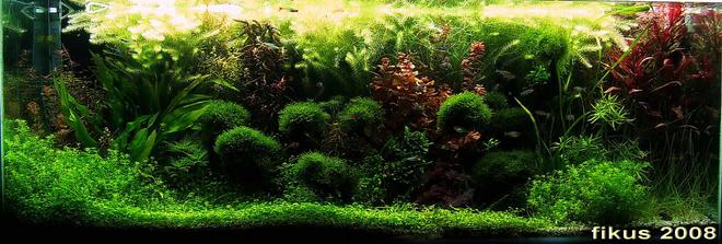 130 gallons planted tank (mostly live plants and fish) - 130GAL planted tank