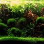 130 gallons planted tank (mostly live plants and fish) - 130GAL planted tank
