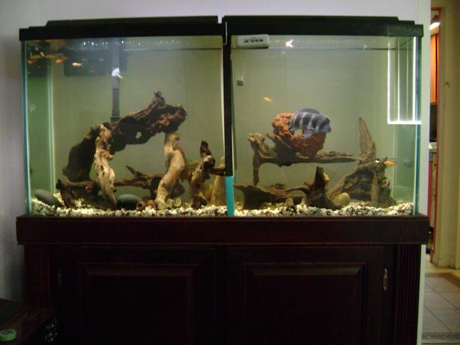 120 gallons freshwater fish tank (mostly fish and non-living decorations) - 65gl Tank Divided Left side Prianha right side Frontosa tank filled with drift wood