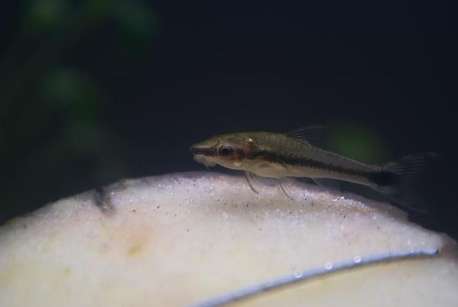 freshwater fish - otocinclus affinis - dwarf otocinclus stocking in 95 gallons tank - Otocinclus affinis