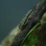 freshwater fish - otocinclus affinis - dwarf otocinclus stocking in 95 gallons tank - Otocinlus affinis