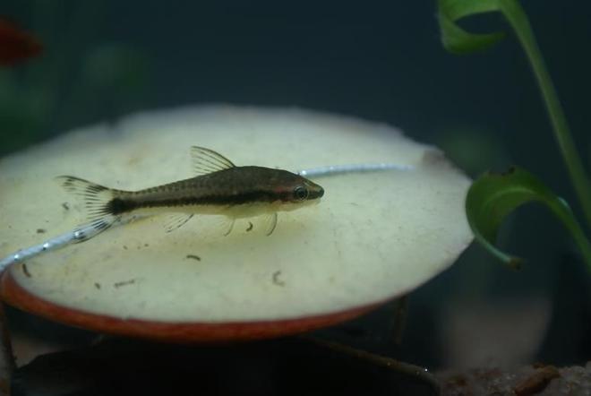 freshwater fish - otocinclus affinis - dwarf otocinclus stocking in 95 gallons tank - Otocinclus affinis