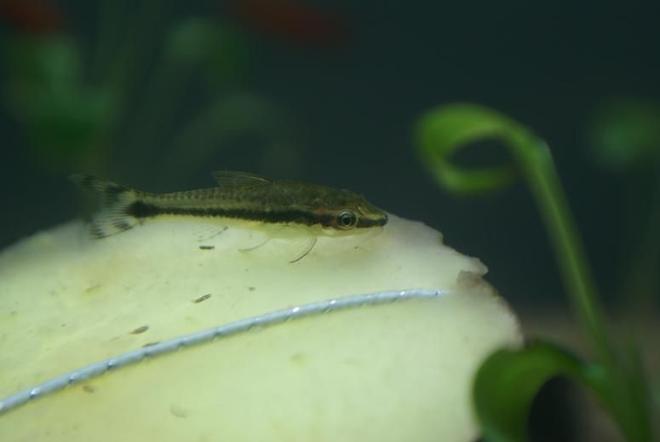freshwater fish - otocinclus affinis - dwarf otocinclus stocking in 95 gallons tank - Otocinclus affinis