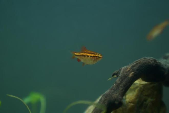 freshwater fish - puntius titteya - albino cherry barb stocking in 95 gallons tank - Puntius titteya female