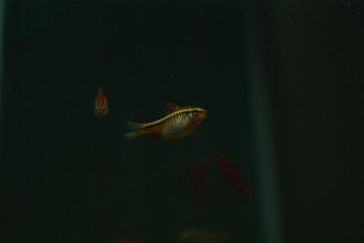 freshwater fish - puntius titteya - albino cherry barb stocking in 95 gallons tank - Puntius titteya female