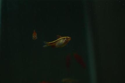 freshwater fish - puntius titteya - albino cherry barb stocking in 95 gallons tank - Puntius titteya female